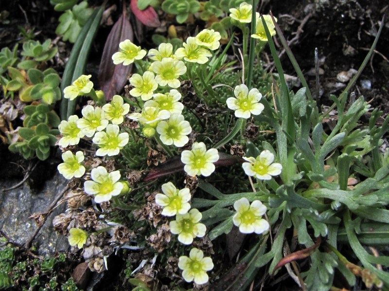 Sentieri ferrati, sentieri fioriti: i fiori dell''Albiolo